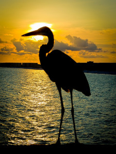 Sea Oats Motel offers moments like these.
