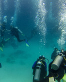 Emerald Coast and the Sea Oats Motel: A Diver’s Wonderland
