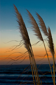 seaoats