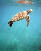 Try Snorkeling