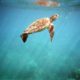 SeaTurtles